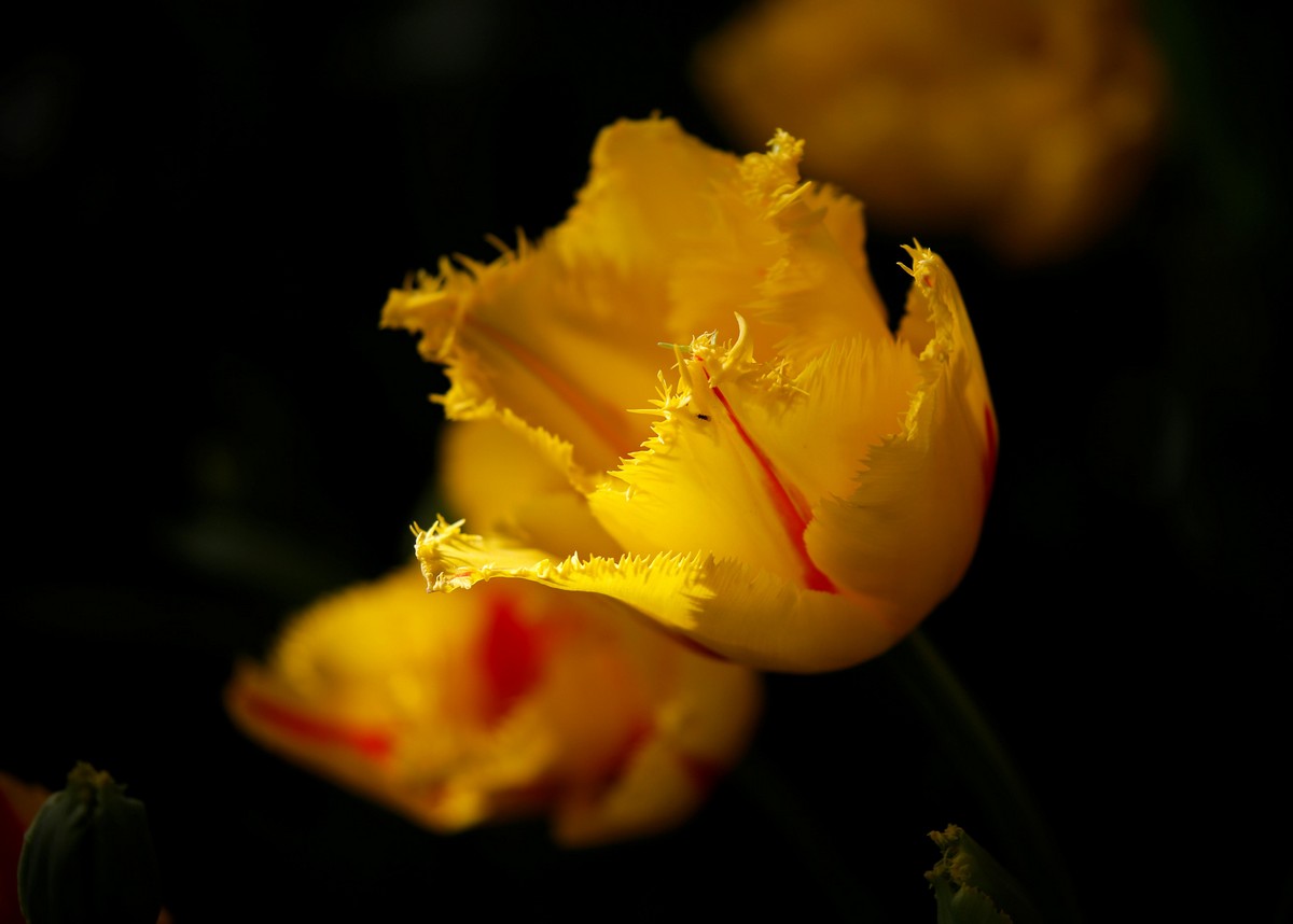 Фестиваль цветущих тюльпанов Skagit Valley Tulip Festival в Вашингтоне