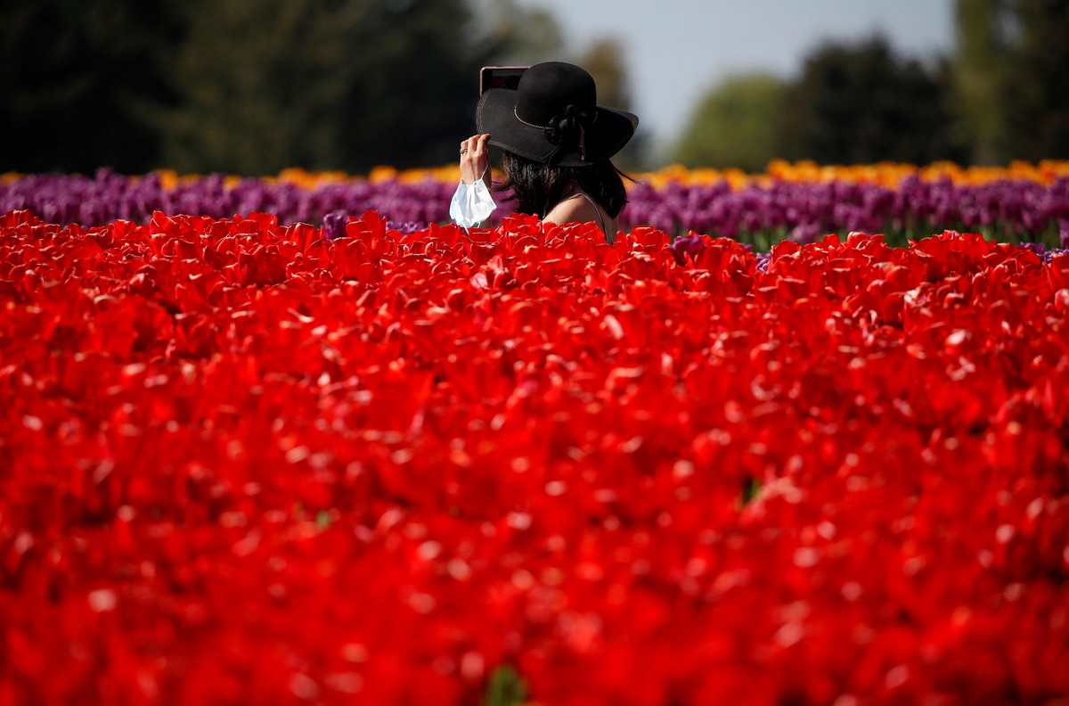 Фестиваль цветущих тюльпанов Skagit Valley Tulip Festival в Вашингтоне