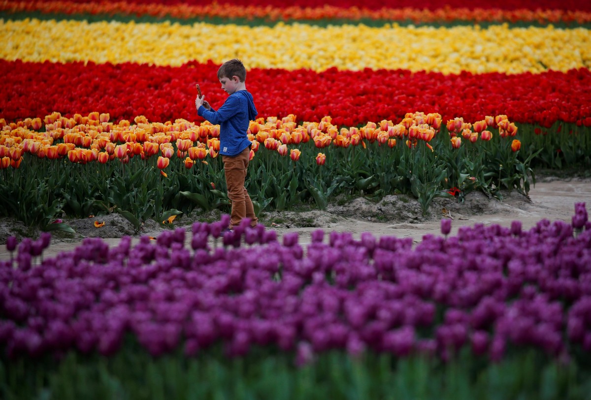 Фестиваль цветущих тюльпанов Skagit Valley Tulip Festival в Вашингтоне