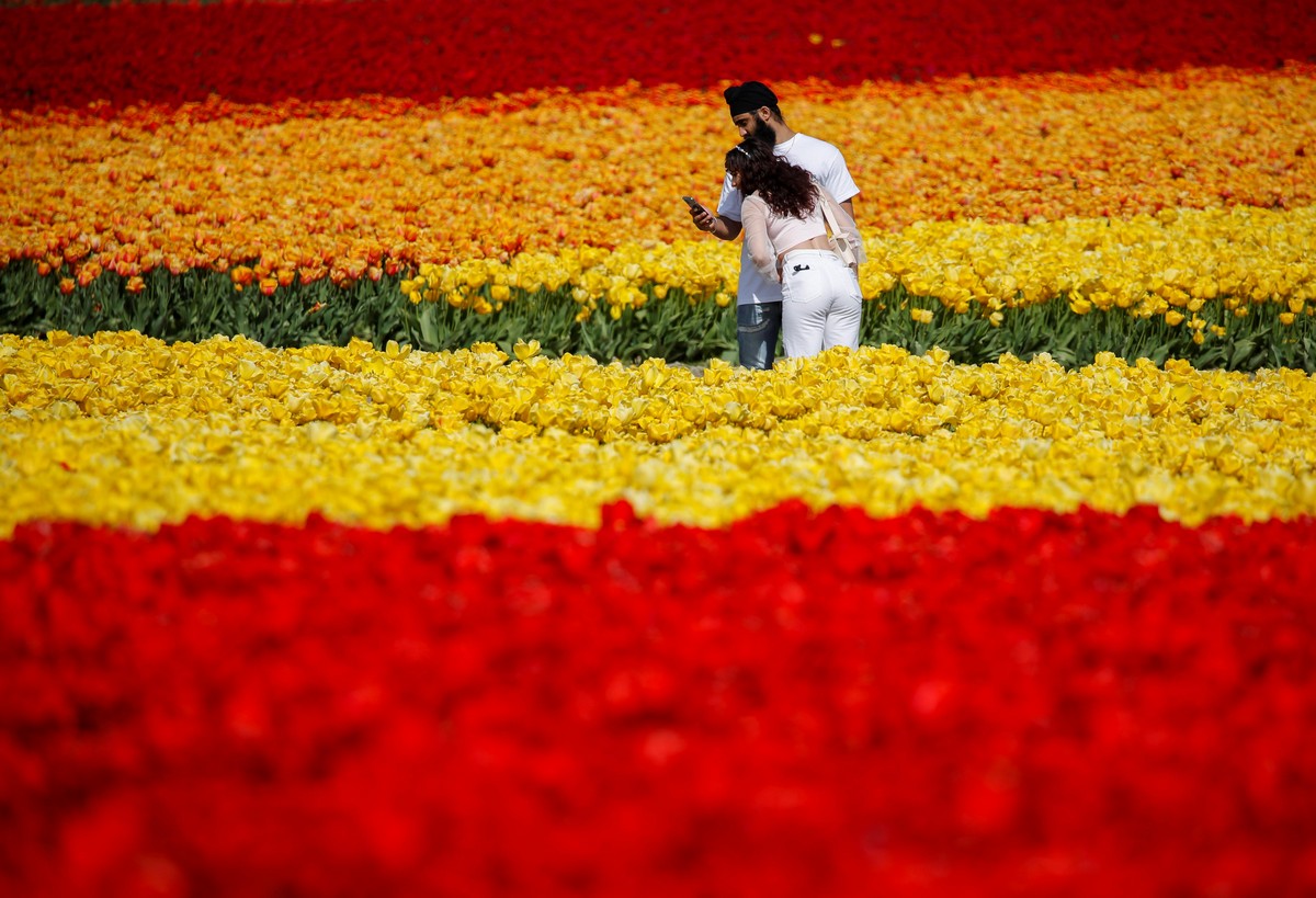 Фестиваль цветущих тюльпанов Skagit Valley Tulip Festival в Вашингтоне