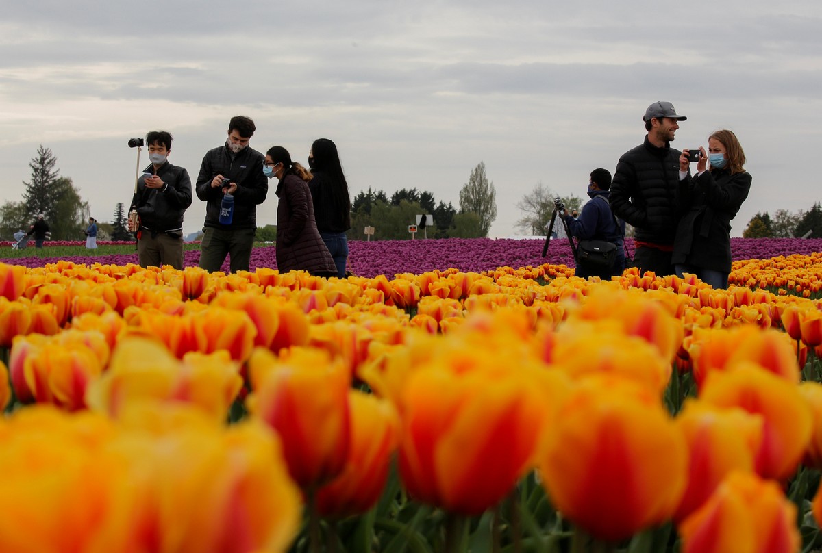 Фестиваль цветущих тюльпанов Skagit Valley Tulip Festival в Вашингтоне