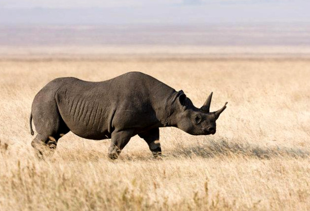 10 видов животных, которым грозит вымирание