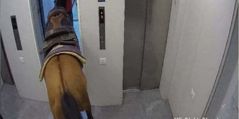Мужчины прокатили лошадь в лифте небоскреба: курьезное видео попало в сеть. ВИДЕО
