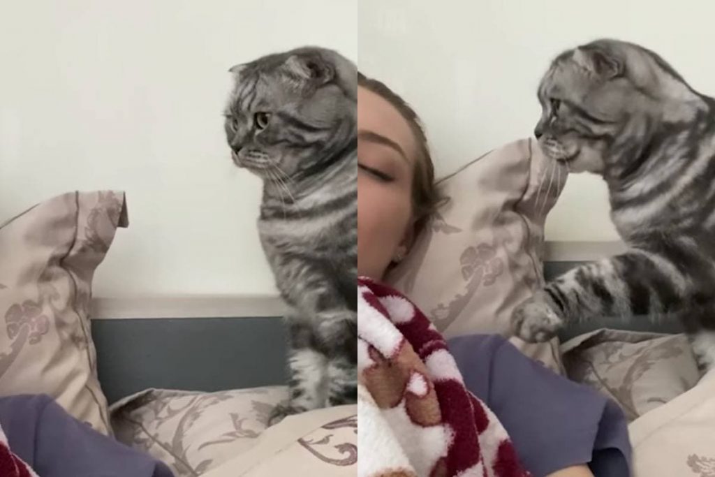 Забавный ролик: кошка пыталась разбудить хозяйку