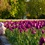 В Ужгороде цветут десятки тысяч тюльпанов. ФОТО