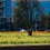 В Ужгороде цветут десятки тысяч тюльпанов. ФОТО
