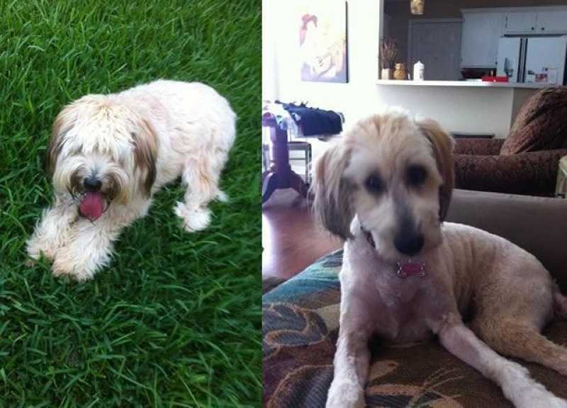 Забавные снимки собак до и после стрижки
