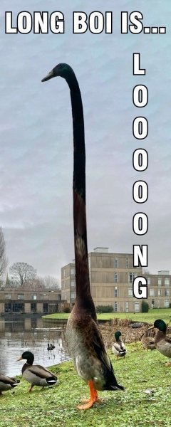 Long boi: утка-жираф стала звездой Сети из-за своих размеров. ФОТО