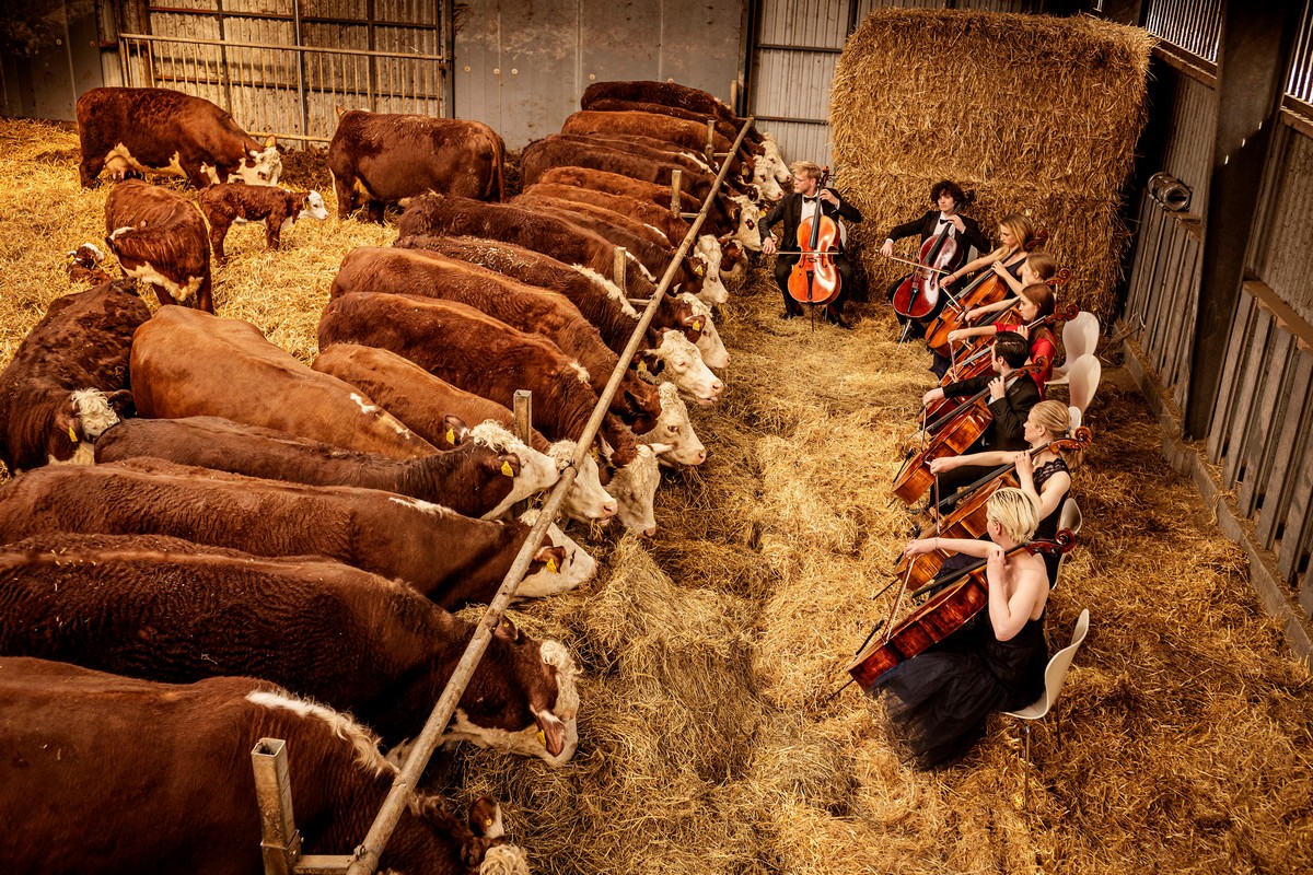 Коровы в Дании «снимают стресс», слушая классическую музыку. ФОТО