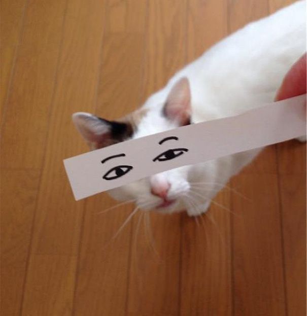 Фото котов с нарисованными на бумаге глазами