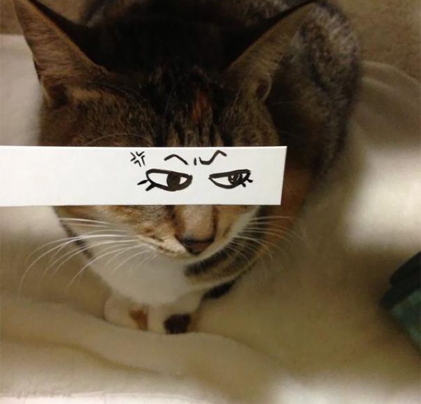 Фото котов с нарисованными на бумаге глазами