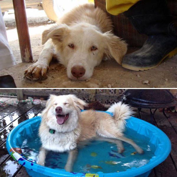 Животные взятые из приюта: до и после