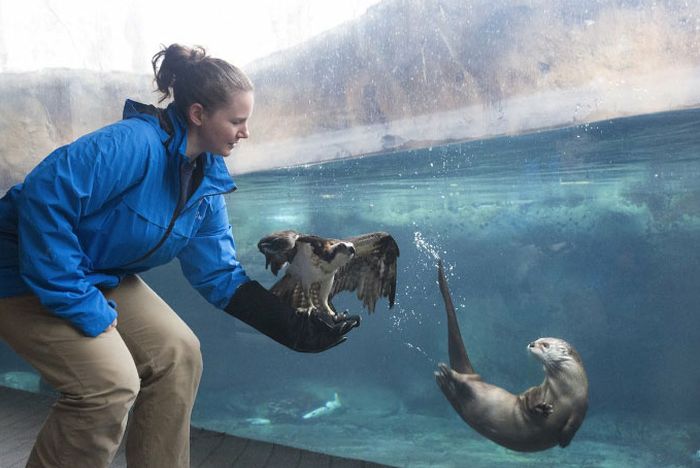 Зоопарки и океанариумы делятся снимками своих питомцев