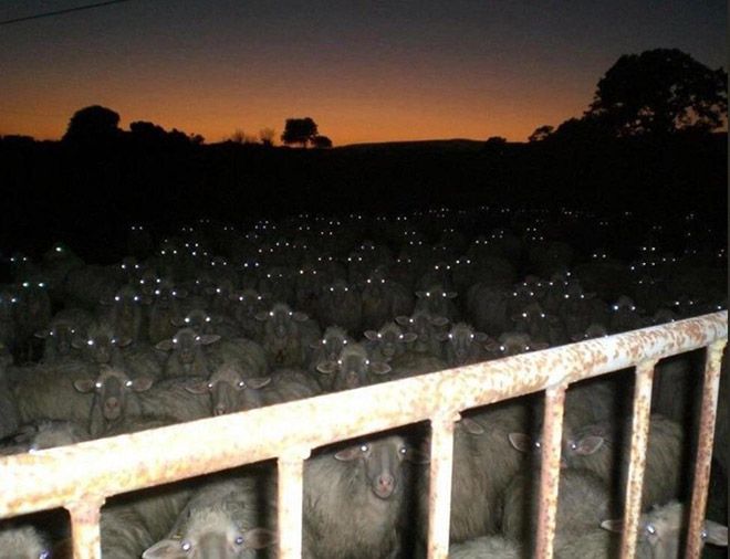 В темноте овцы выглядят страшновато