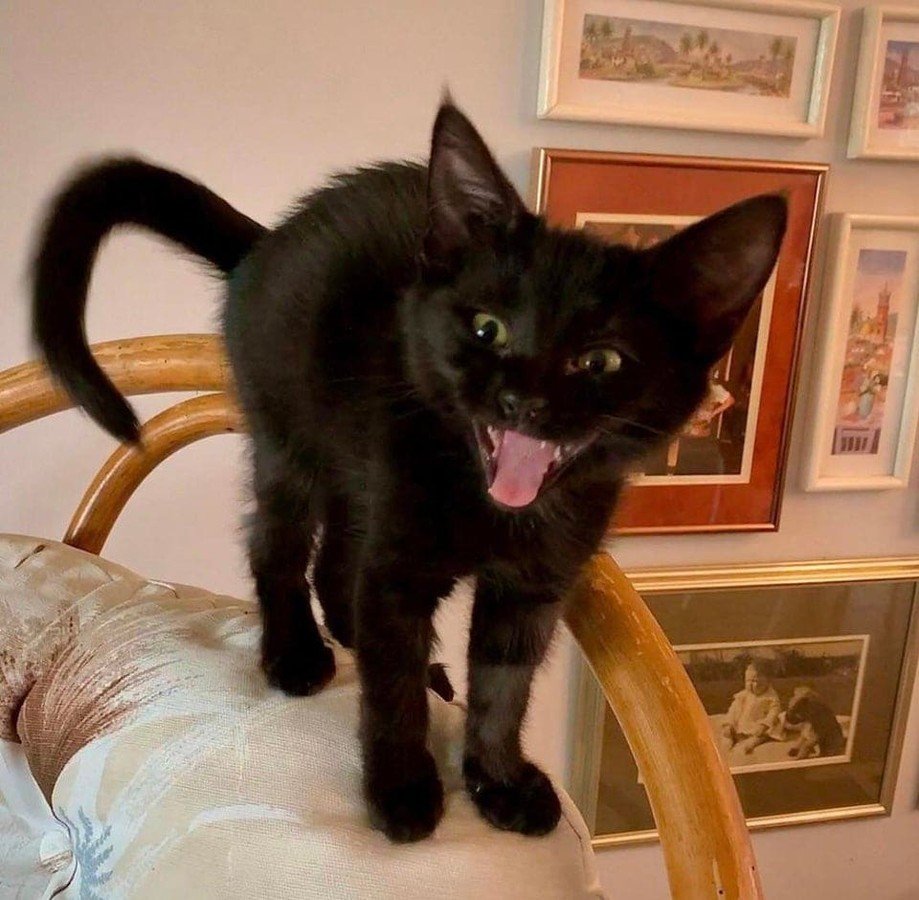 Черные котики приносят не беды, а исключительно хорошее настроение. Подборка курьезных фото