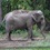 Слониха подала в суд на зоопарк из-за неволи. ФОТО