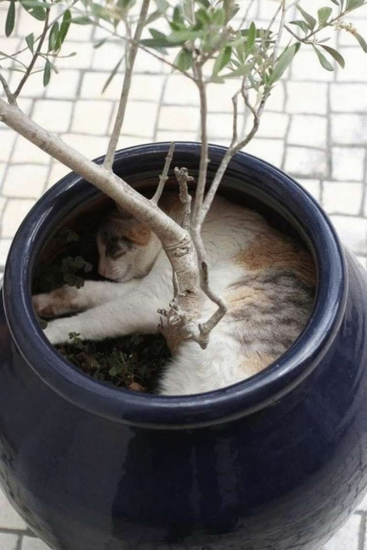 Котики, для которых нет преград для сна. ФОТО