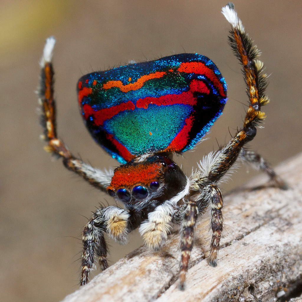 Красивые павлиньи пауки