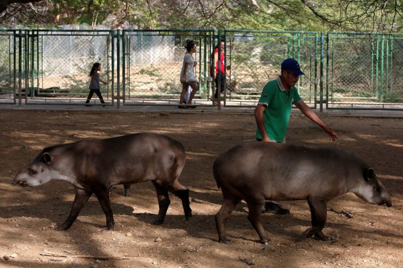 Голодающие звери венесуэльских зоопарков