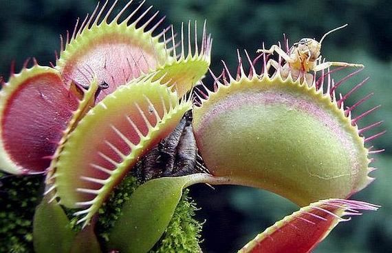 Хищные цветы, которые едят насекомых