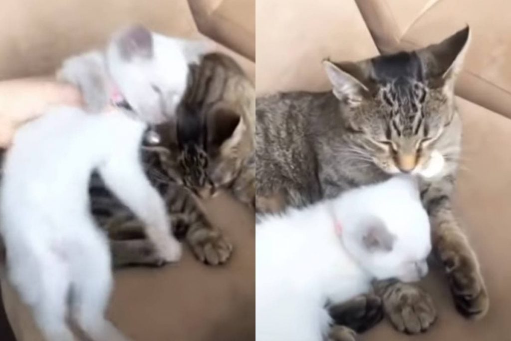 Котенку подарили «сестренку»: малыши трогательно обнялись
