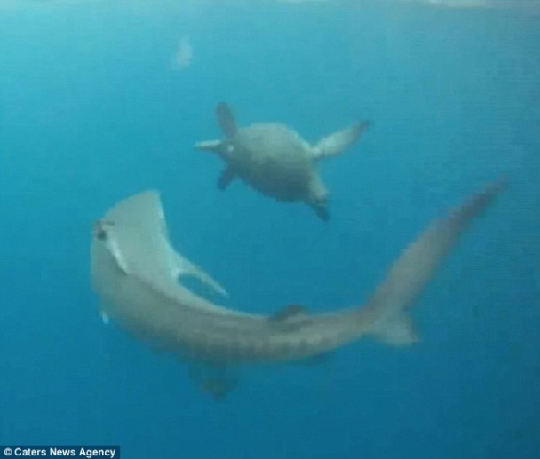Черепаха,\"танцуя\" по кругу, сбежала от акулы. ФОТО