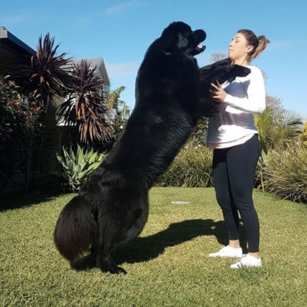 Невероятно большие собаки 