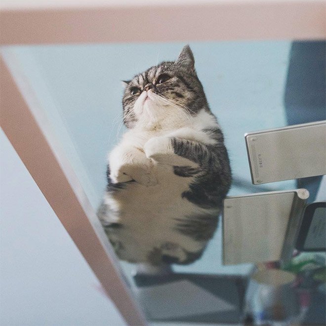 Милые фотографии пушистых пузиков и лапок котов на стекле. ФОТО