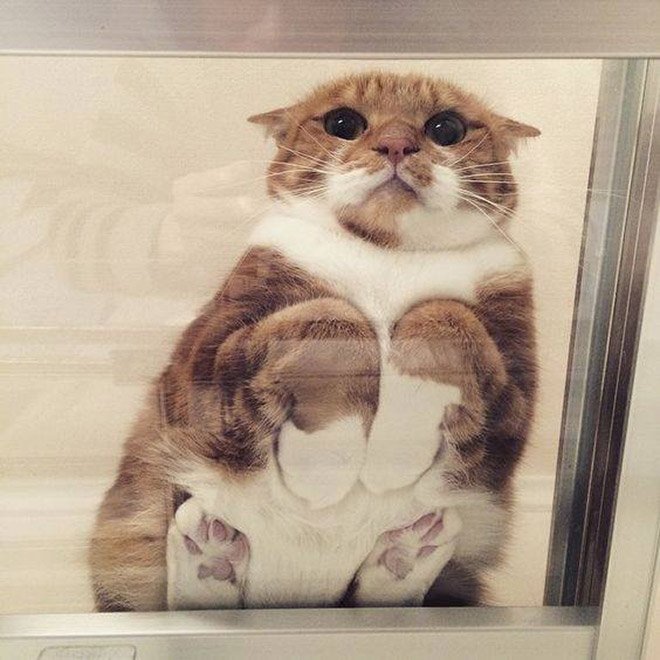 Милые фотографии пушистых пузиков и лапок котов на стекле. ФОТО