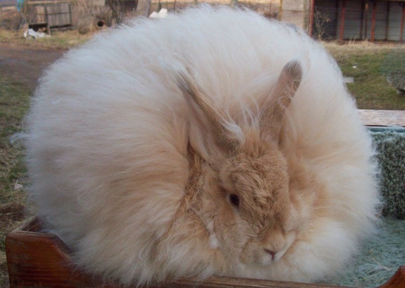 Самая пушистая порода кроликов в мире