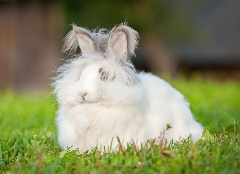 Самая пушистая порода кроликов в мире