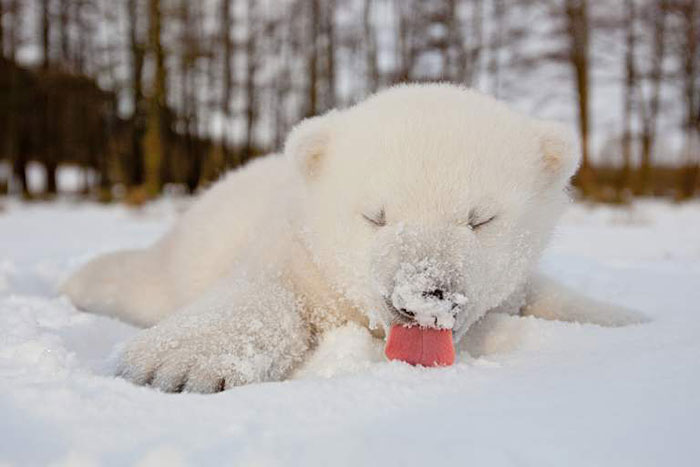 Животные, которые видят снег впервые в жизни. ФОТО