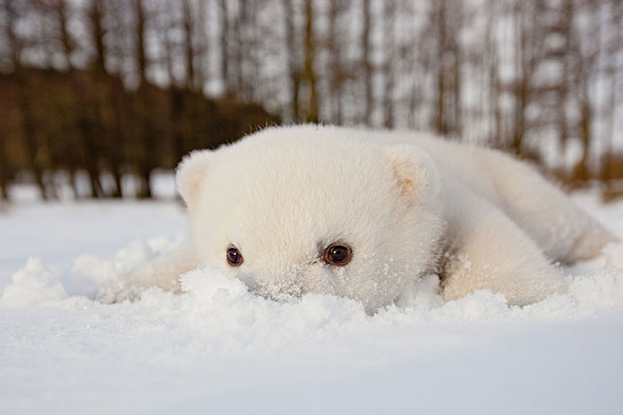 Животные, которые видят снег впервые в жизни. ФОТО