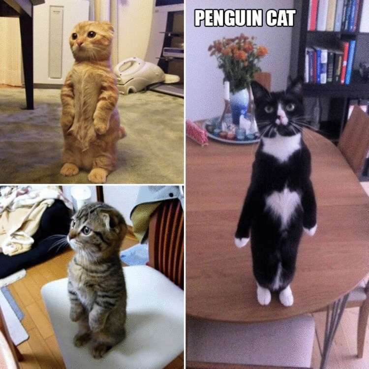 Смешные коты, которые умеют стоять на задних лапах. ФОТО