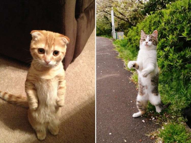 Смешные коты, которые умеют стоять на задних лапах. ФОТО