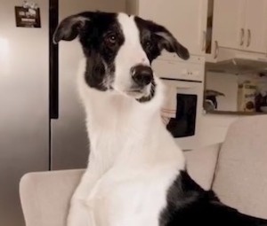 В соцсети показали пса с самой длинной шеей. ВИДЕО