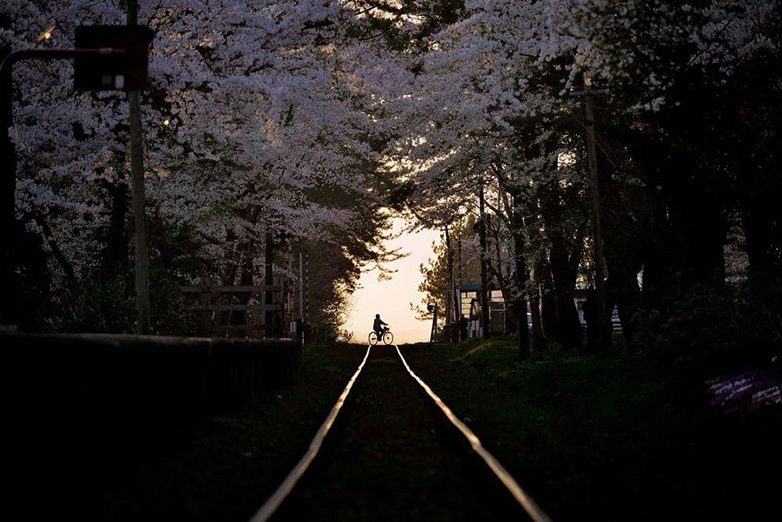 Цветущая сакура на волшебных фотографиях от National Geographic