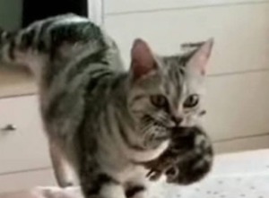 Заботливая кошка принесла котят под одеяло хозяйке (видео)