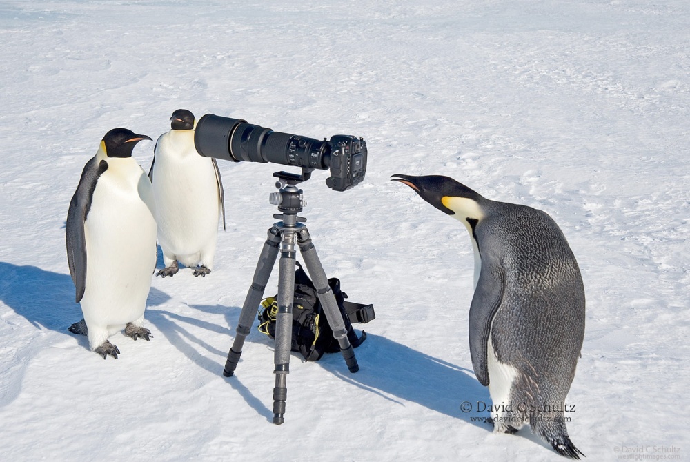 Пингвины — это ласточки, которые ели после шести. ФОТО