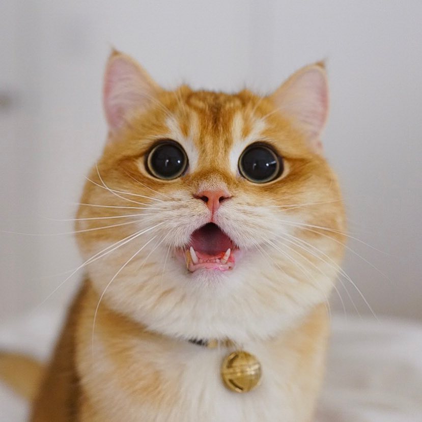 Толстенький котик фото