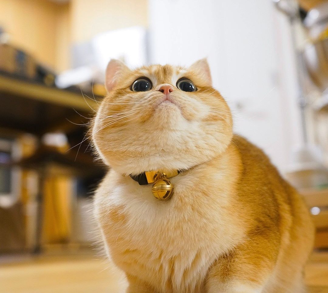 Котик из Нью-Йорка покорил соцсети своей красотой и щечками. ФОТО