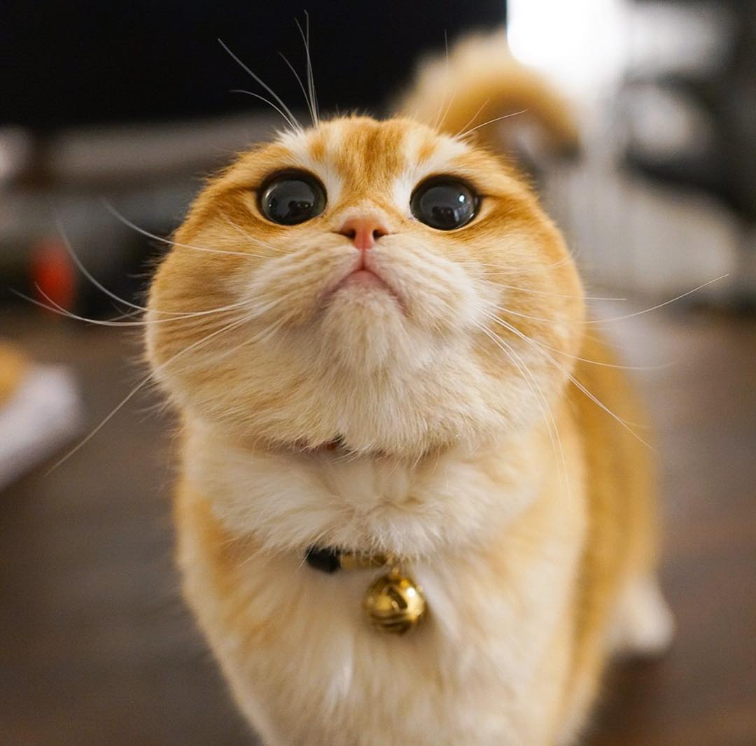 Котик из Нью-Йорка покорил соцсети своей красотой и щечками. ФОТО