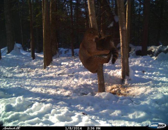 Странные снимки животных с фотоловушек