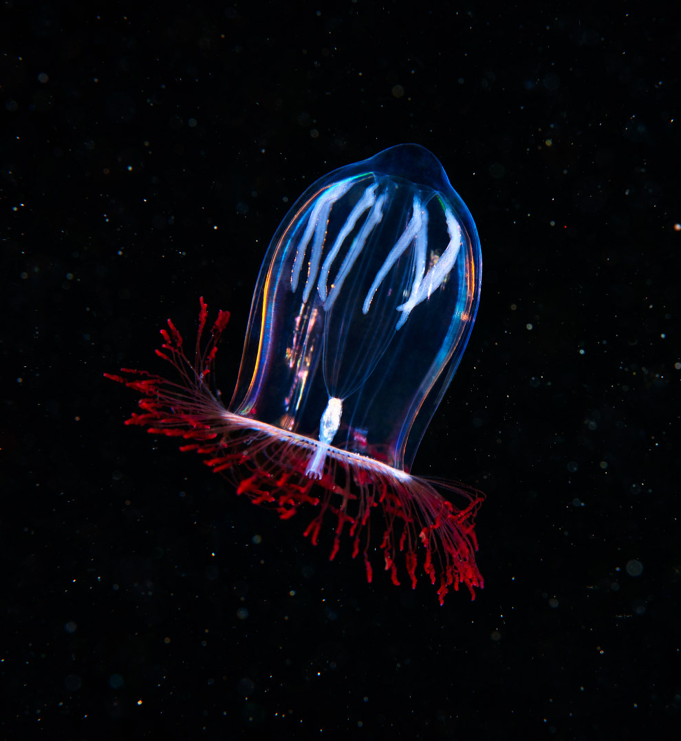 Жители глубин подводного мира