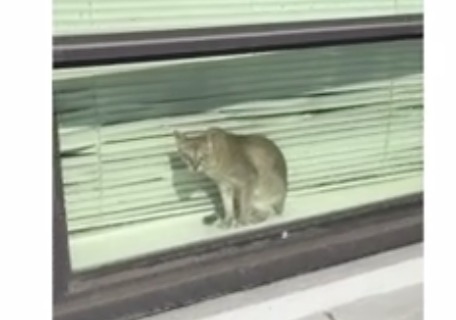 Видео с испуганным котом набрало более двух миллионов просмотров