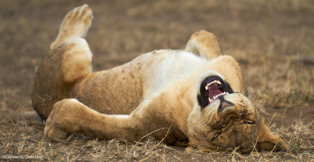 Весёлые фотографии, присланные на конкурс Comedy Wildlife Photography Awards 2021. ФОТО