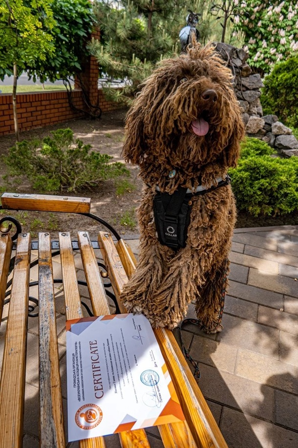 На Донбассе собака ГСЧС получила диплом терапевта. ФОТО