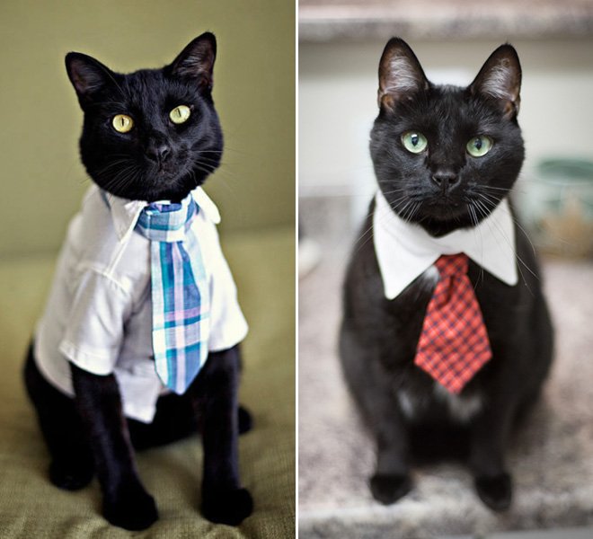 Очаровательные котики в галстуках выглядят по-деловому