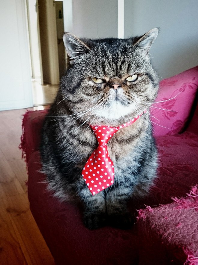 Очаровательные котики в галстуках выглядят по-деловому