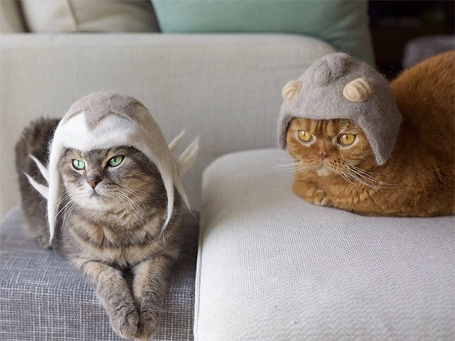 Милые котики в шапочках фото
